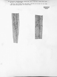 Epicoccum nigrum image